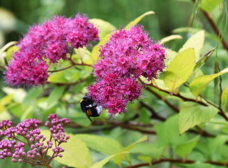 BOURDON qui buttine sur  une Spirée du Japon. Jardin, 15 juin 2024 . '' Pique-nique d'un autre été ''. ORPHÉE HENRY DECORMEILLE